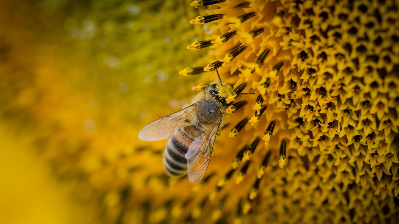 Wallpaper bee, sunflower, pollination