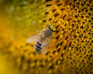 Preview wallpaper bee, sunflower, pollination
