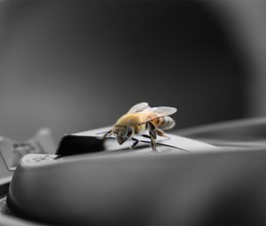 Preview wallpaper bee, surface, close-up, flight