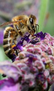 Preview wallpaper bee, surface, flower, pollination