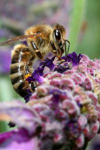 Preview wallpaper bee, surface, flower, pollination