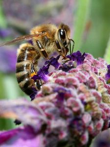 Preview wallpaper bee, surface, flower, pollination