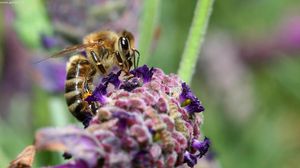 Preview wallpaper bee, surface, flower, pollination