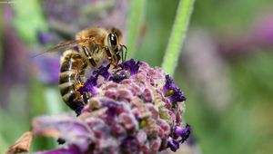 Preview wallpaper bee, surface, flower, pollination