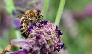 Preview wallpaper bee, surface, flower, pollination