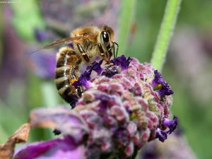 Preview wallpaper bee, surface, flower, pollination