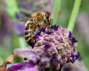 Preview wallpaper bee, surface, flower, pollination