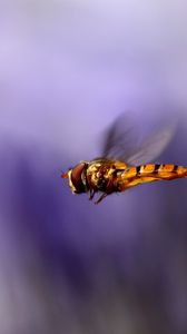 Preview wallpaper bee, wings, flight, blur