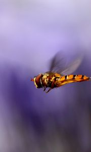 Preview wallpaper bee, wings, flight, blur