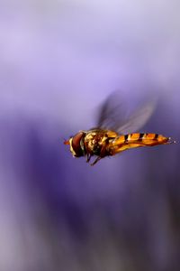 Preview wallpaper bee, wings, flight, blur