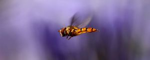 Preview wallpaper bee, wings, flight, blur