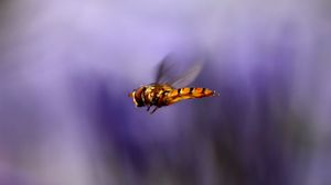 Preview wallpaper bee, wings, flight, blur