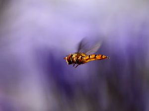 Preview wallpaper bee, wings, flight, blur