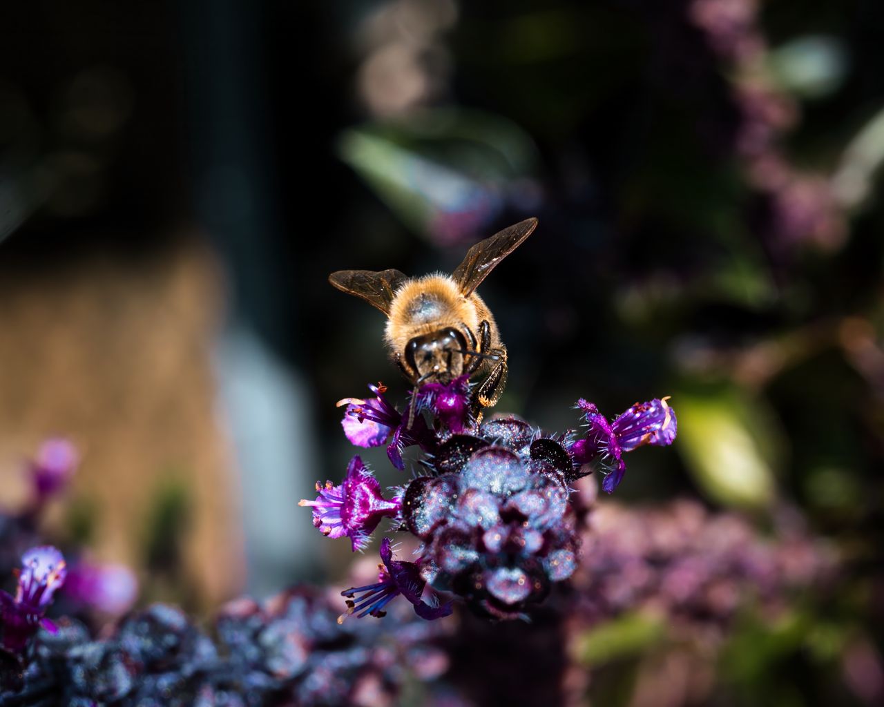 1280x1024 Wallpaper bee, wings, flowers, plant, macro