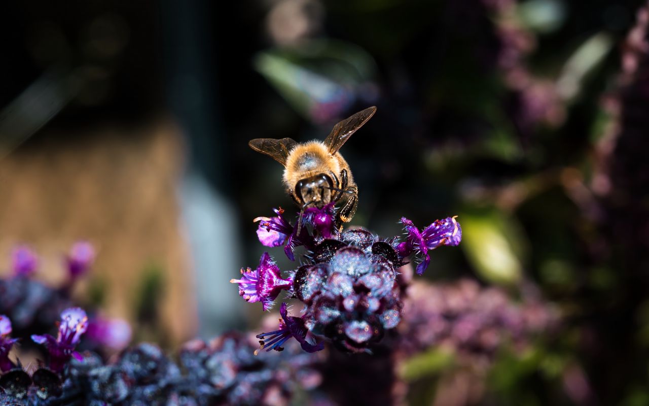 1280x800 Wallpaper bee, wings, flowers, plant, macro