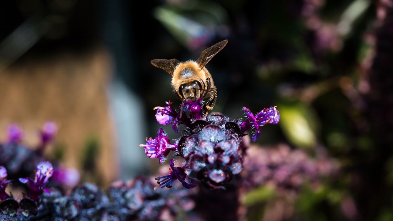 1366x768 Wallpaper bee, wings, flowers, plant, macro
