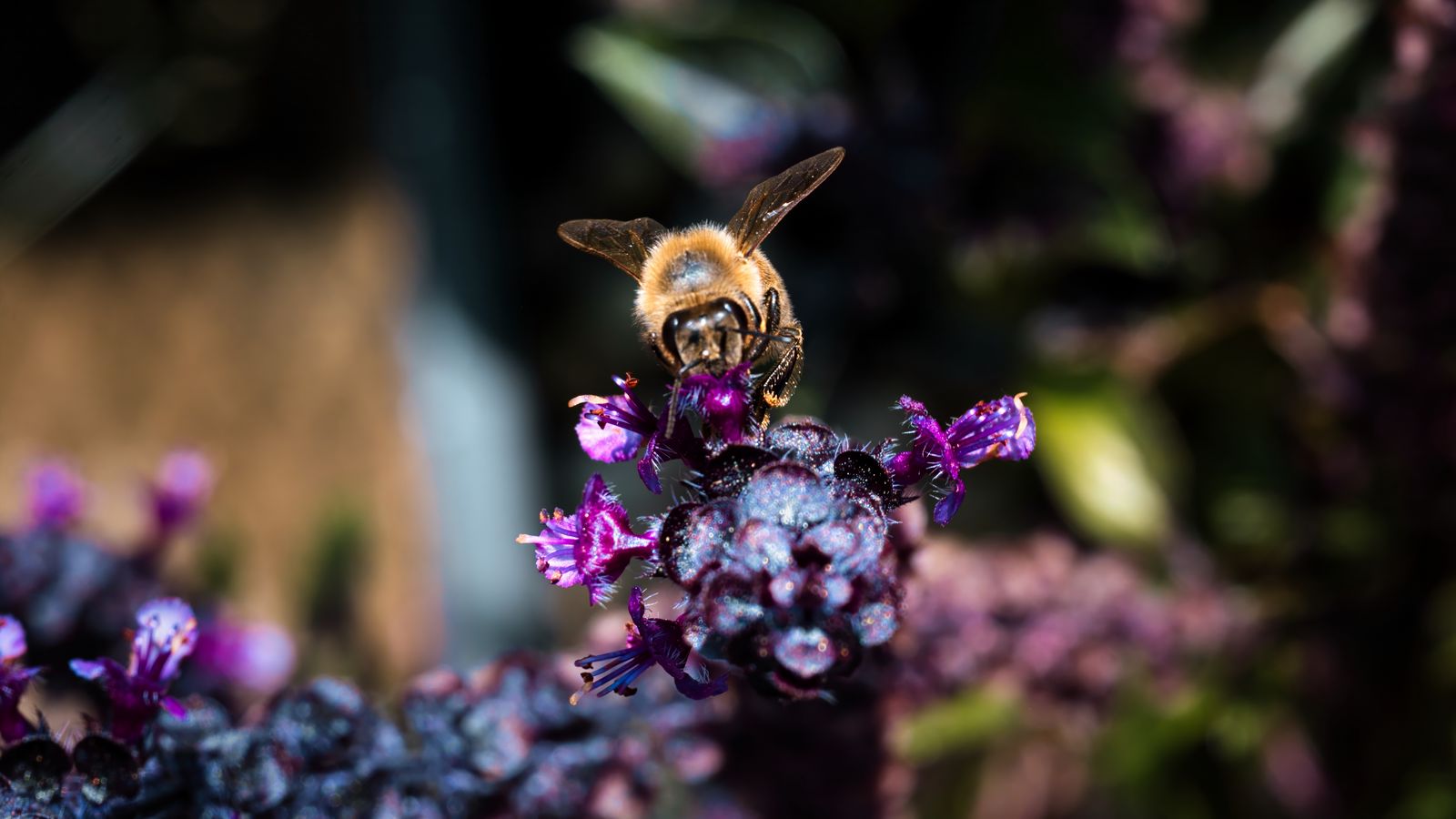 1600x900 Wallpaper bee, wings, flowers, plant, macro