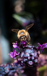 Preview wallpaper bee, wings, flowers, plant, macro