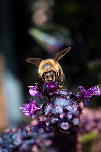 Preview wallpaper bee, wings, flowers, plant, macro