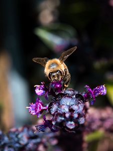 Preview wallpaper bee, wings, flowers, plant, macro
