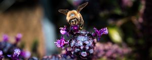 Preview wallpaper bee, wings, flowers, plant, macro