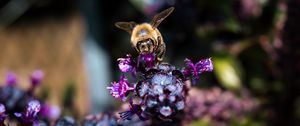 Preview wallpaper bee, wings, flowers, plant, macro