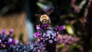 Preview wallpaper bee, wings, flowers, plant, macro