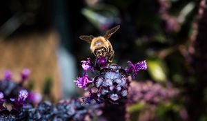 Preview wallpaper bee, wings, flowers, plant, macro