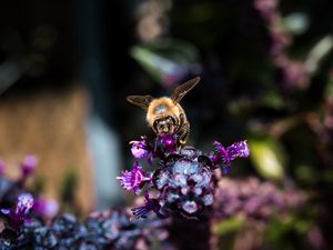 Preview wallpaper bee, wings, flowers, plant, macro