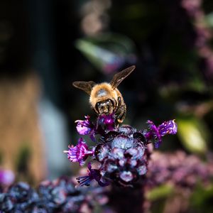 Preview wallpaper bee, wings, flowers, plant, macro