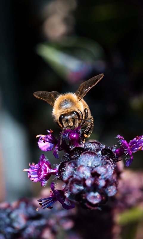 480x800 Wallpaper bee, wings, flowers, plant, macro