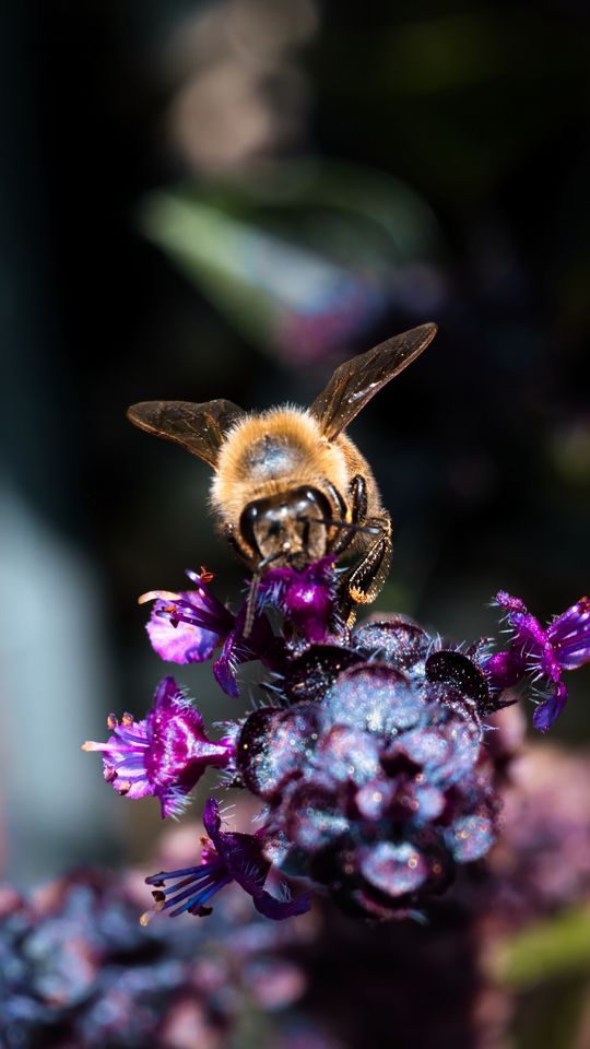 540x960 Wallpaper bee, wings, flowers, plant, macro