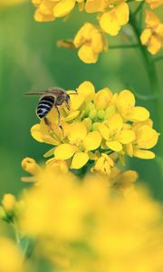 Preview wallpaper bee, wings, yellow flowers, flowers