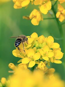 Preview wallpaper bee, wings, yellow flowers, flowers