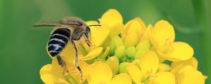 Preview wallpaper bee, wings, yellow flowers, flowers