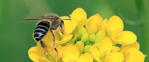 Preview wallpaper bee, wings, yellow flowers, flowers