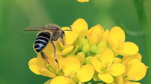 Preview wallpaper bee, wings, yellow flowers, flowers