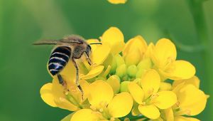 Preview wallpaper bee, wings, yellow flowers, flowers