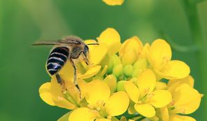 Preview wallpaper bee, wings, yellow flowers, flowers