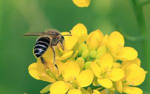 Preview wallpaper bee, wings, yellow flowers, flowers