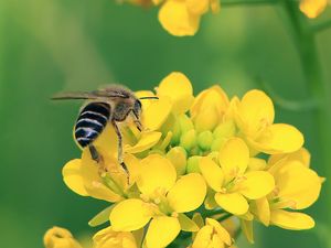 Preview wallpaper bee, wings, yellow flowers, flowers