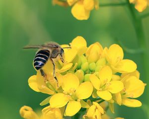 Preview wallpaper bee, wings, yellow flowers, flowers