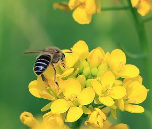 Preview wallpaper bee, wings, yellow flowers, flowers