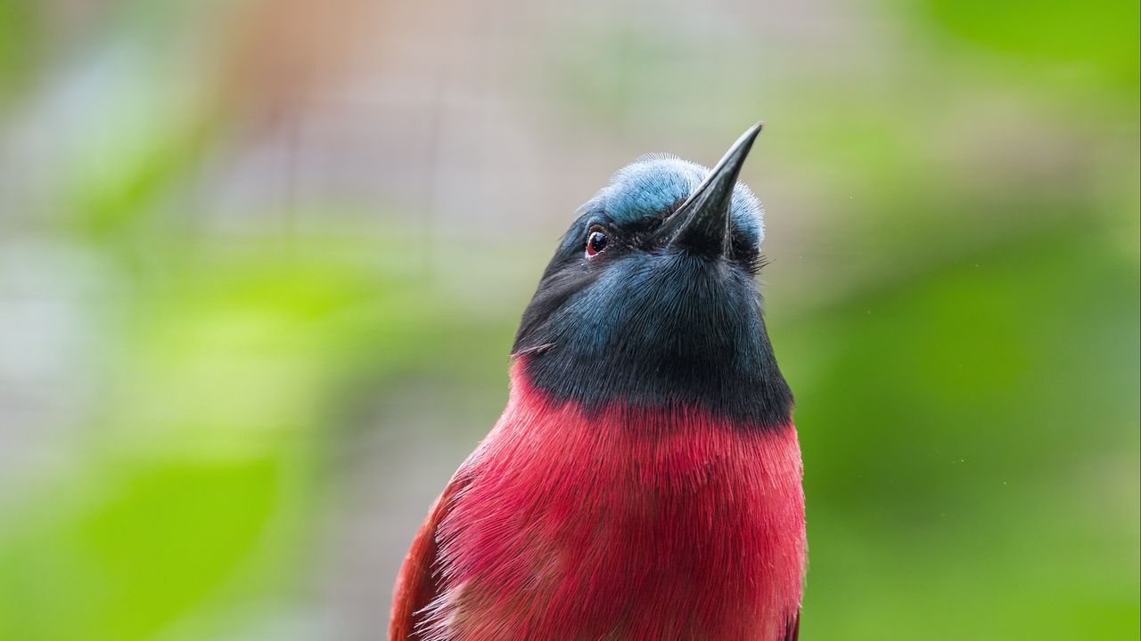 Wallpaper bee-eater, beak, bird, branch, blur