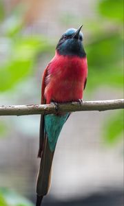 Preview wallpaper bee-eater, beak, bird, branch, blur