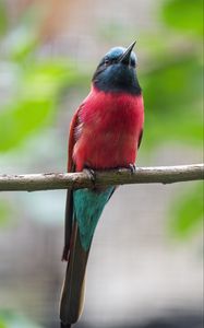 Preview wallpaper bee-eater, beak, bird, branch, blur