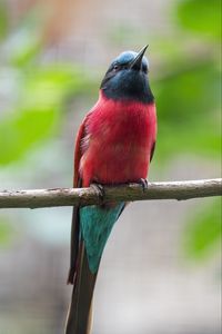 Preview wallpaper bee-eater, beak, bird, branch, blur