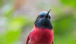 Preview wallpaper bee-eater, beak, bird, branch, blur