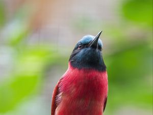 Preview wallpaper bee-eater, beak, bird, branch, blur
