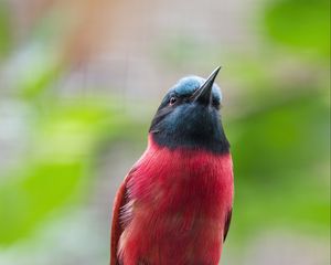 Preview wallpaper bee-eater, beak, bird, branch, blur